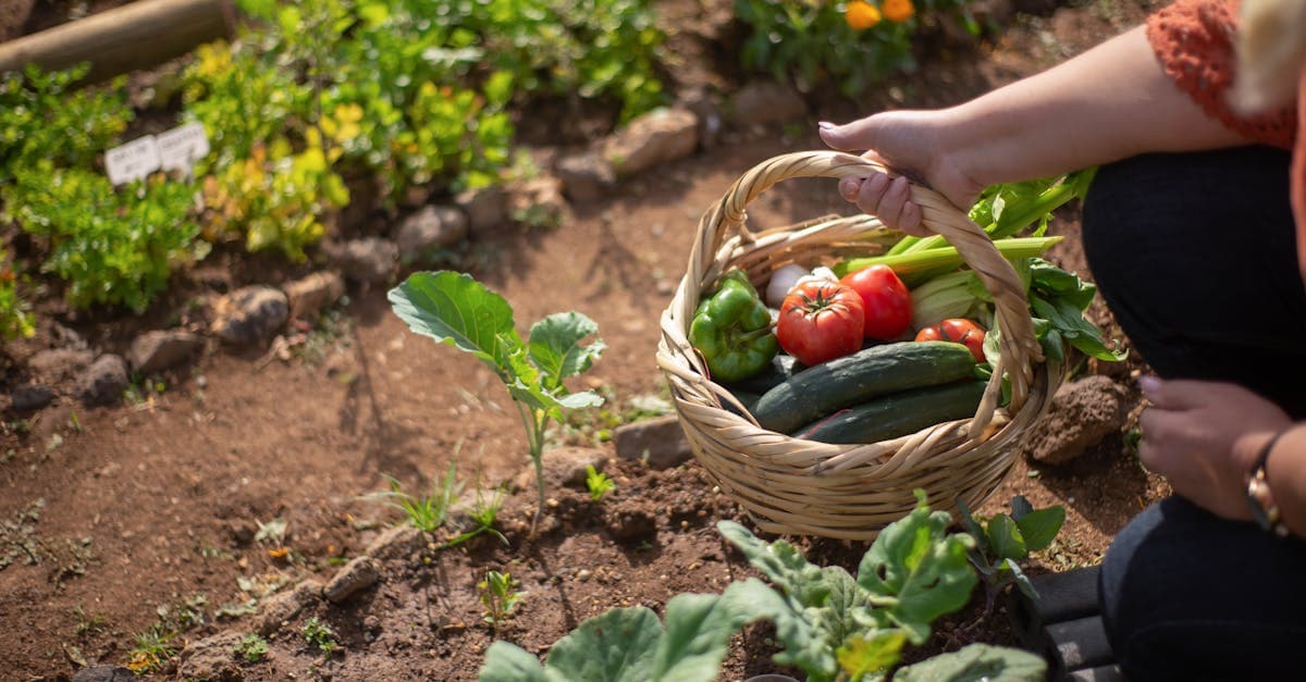 Cover Image for Transform Your Lifestyle: Exploring Innovative Homesteading Programs